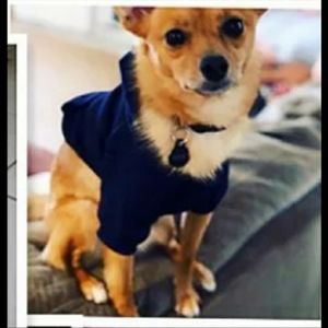 Last 1🤩HP🤩Dog /Cat Hoddie